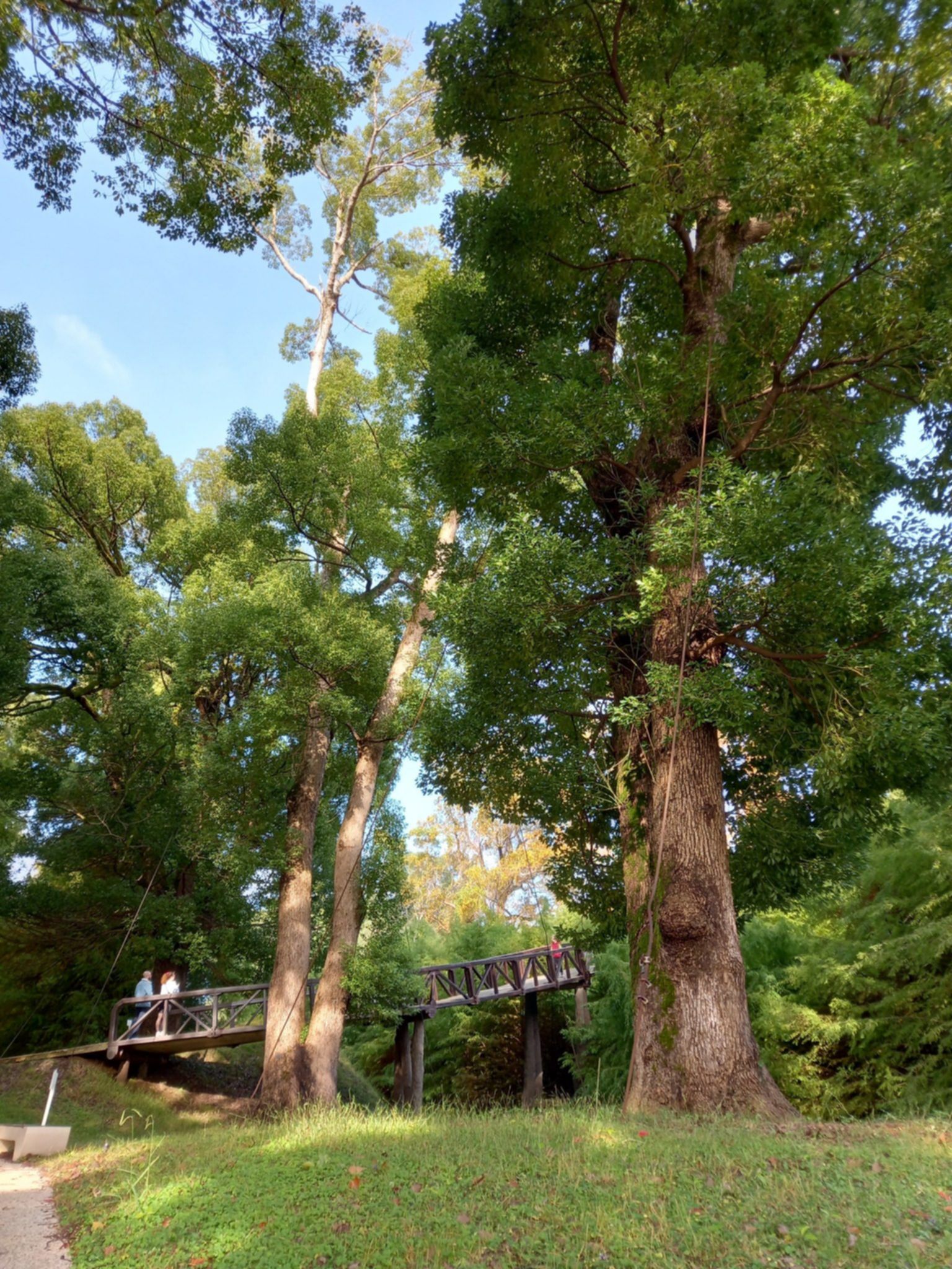 Położony na wybrzeżu Morza Czarnego w Gruzji, Park Dendrologiczny w Shekvetili