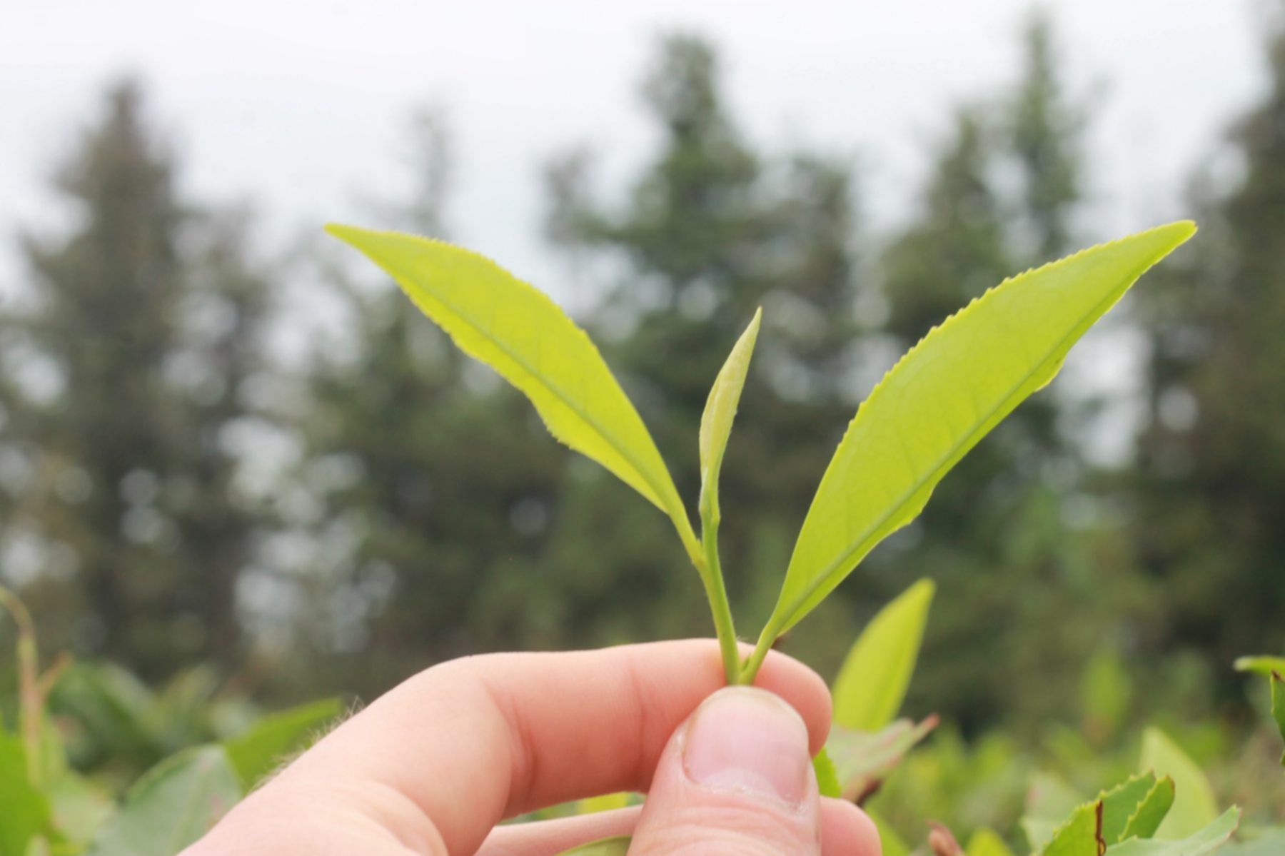 liść herbaty świeżo zerwany na herbacianym polu