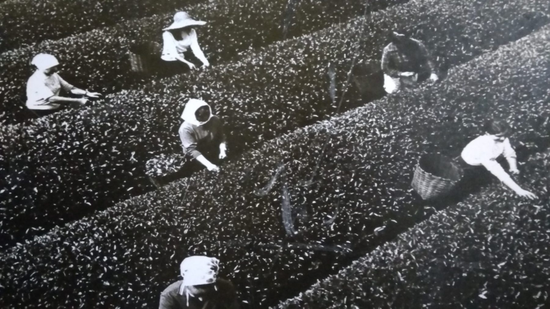 historyczne zdjęcie ze zbiorów herbaty