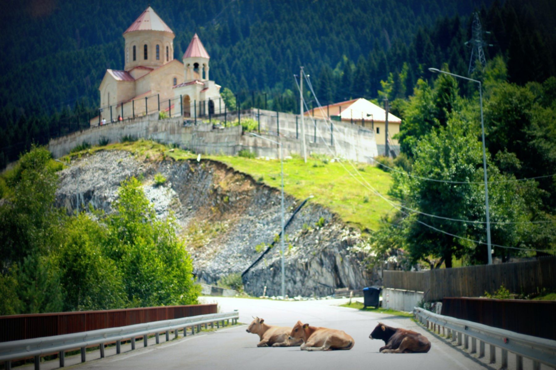 krowy na jezdni na moście pod cerkwią