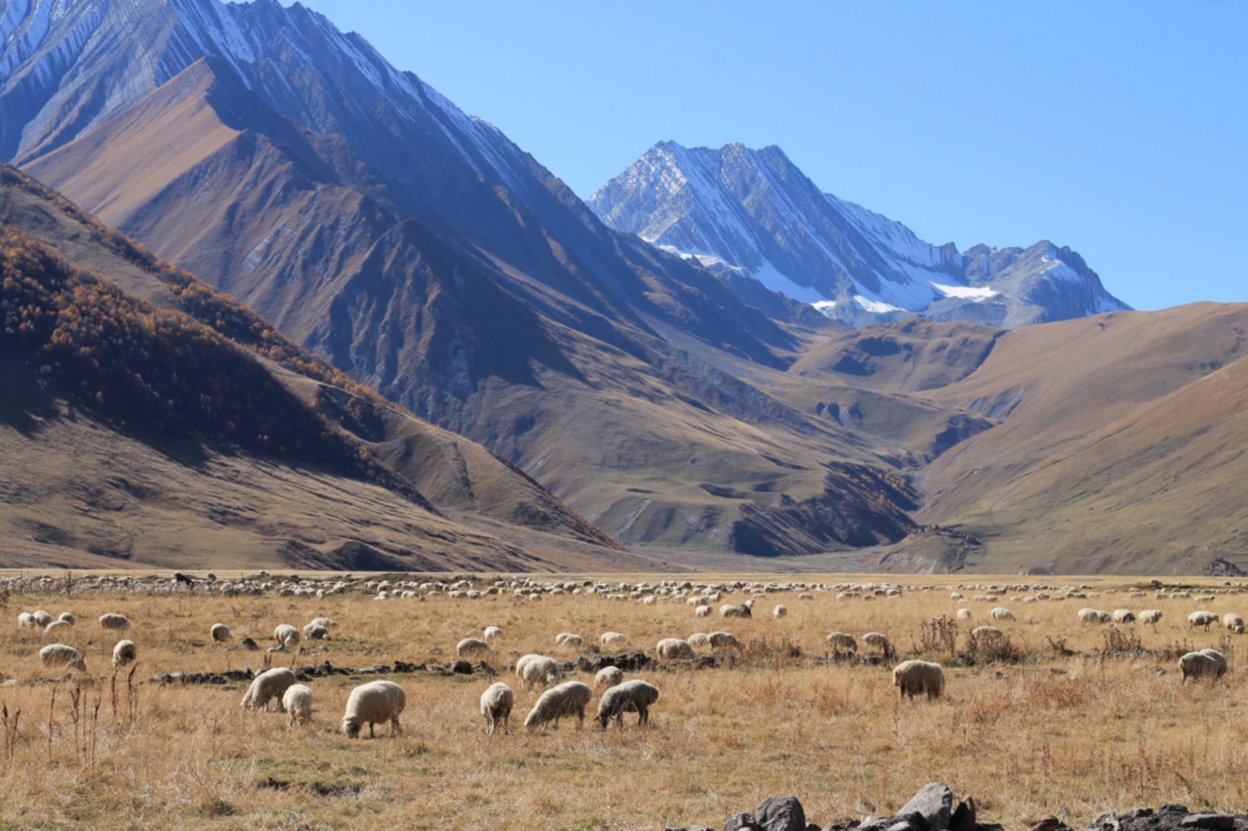 Owce w Dolinie Truso