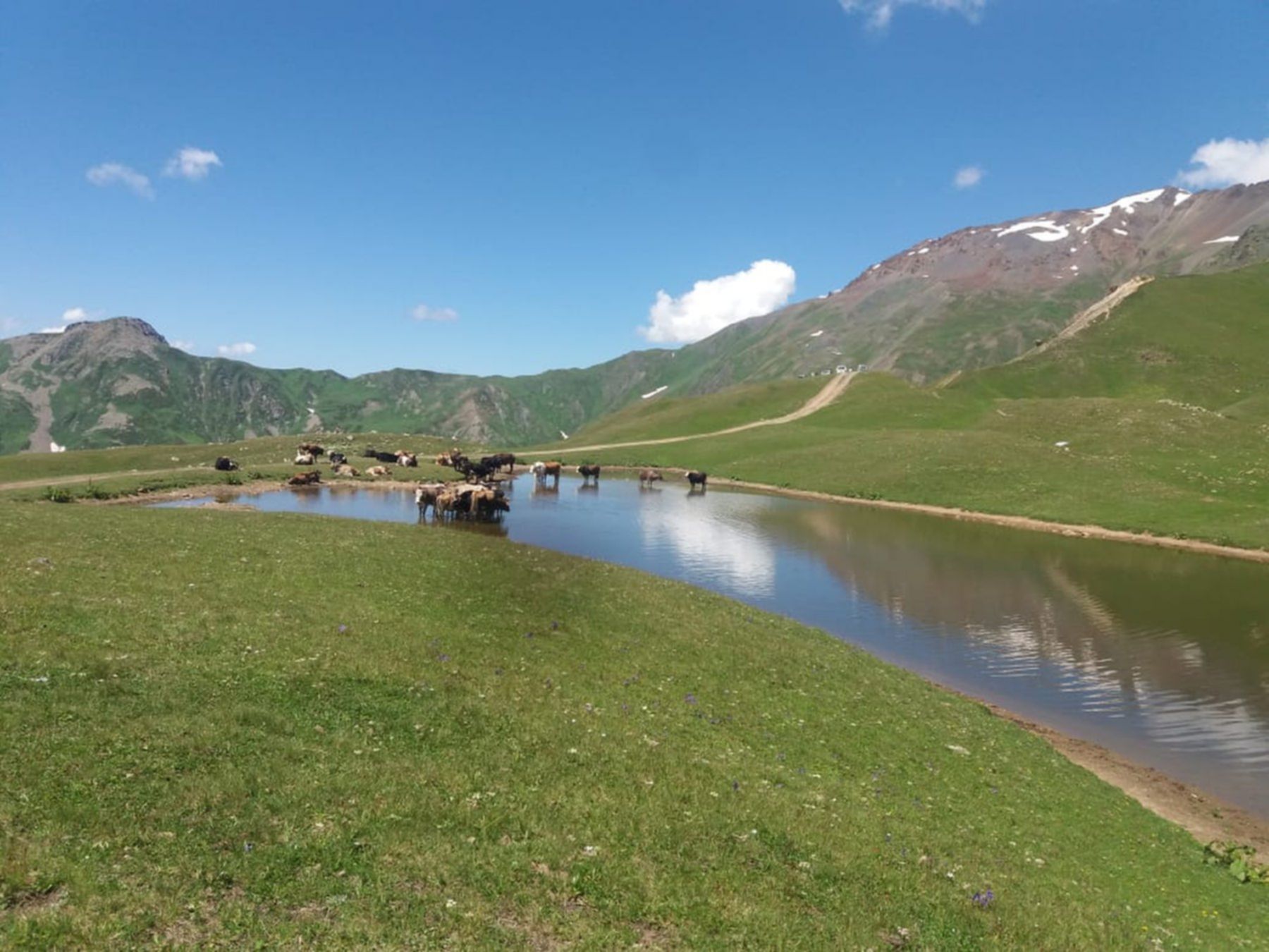 krowy w jeziorze koruldi