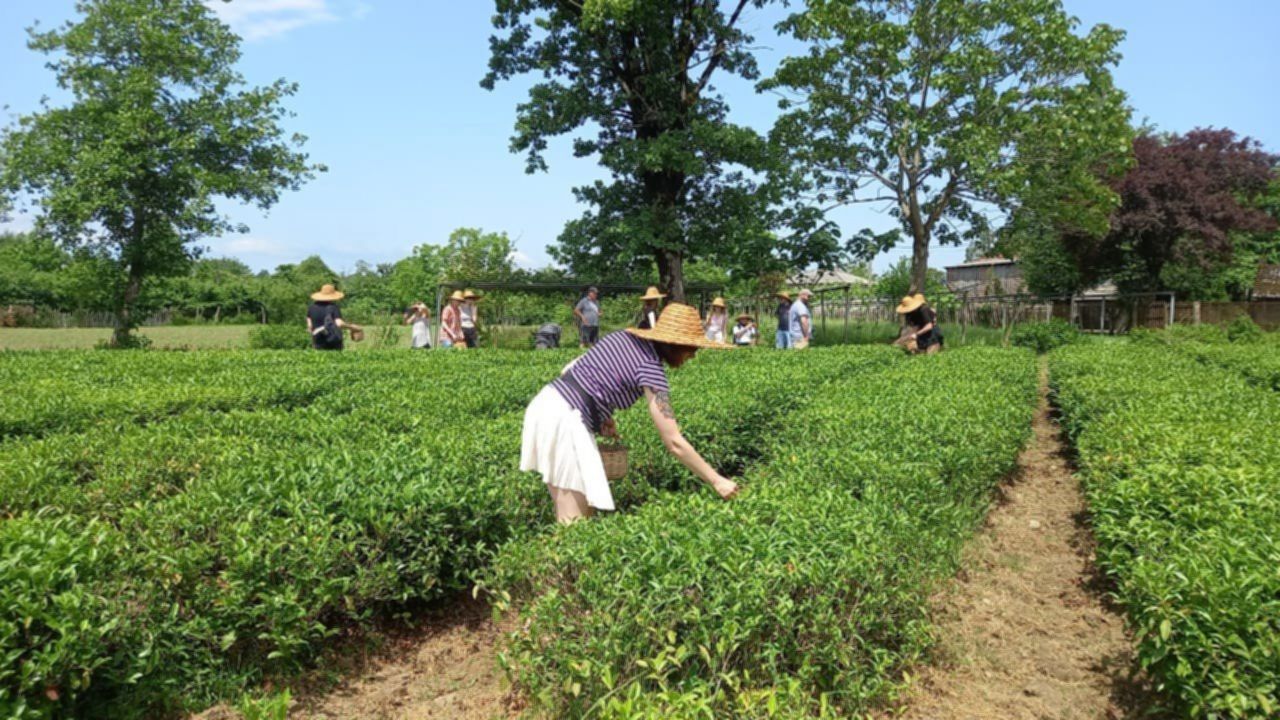kobieta zdbiera herbatę w tradycyjnym kapeluszu