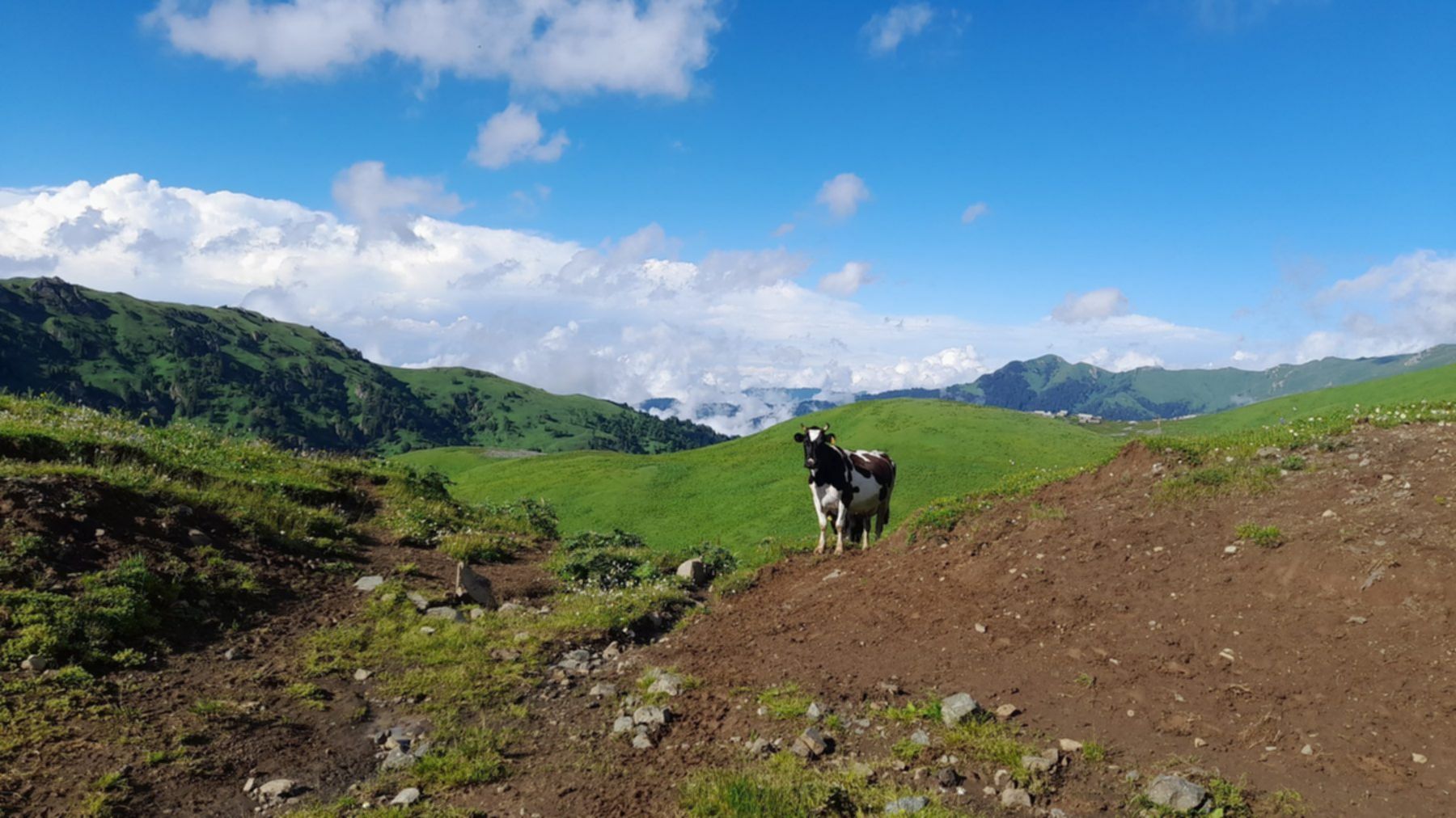 krowa w górach