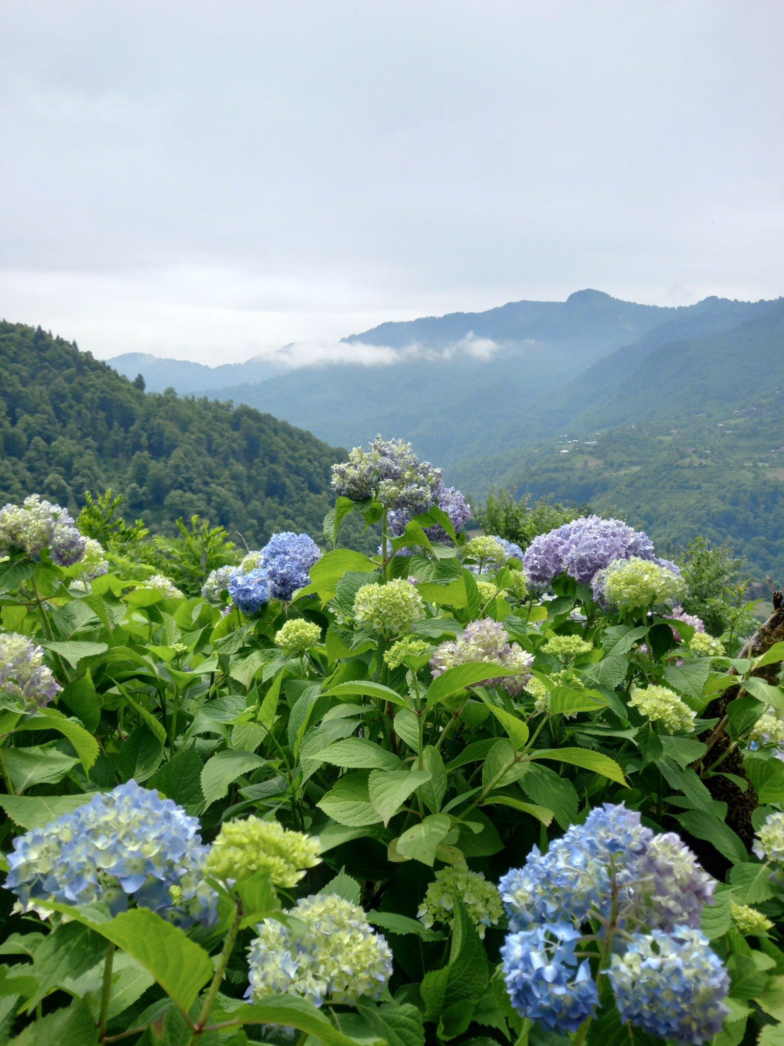 Górska przyroda regionu Maczachela – bujna roślinność i widok na zielone zbocza Kaukazu