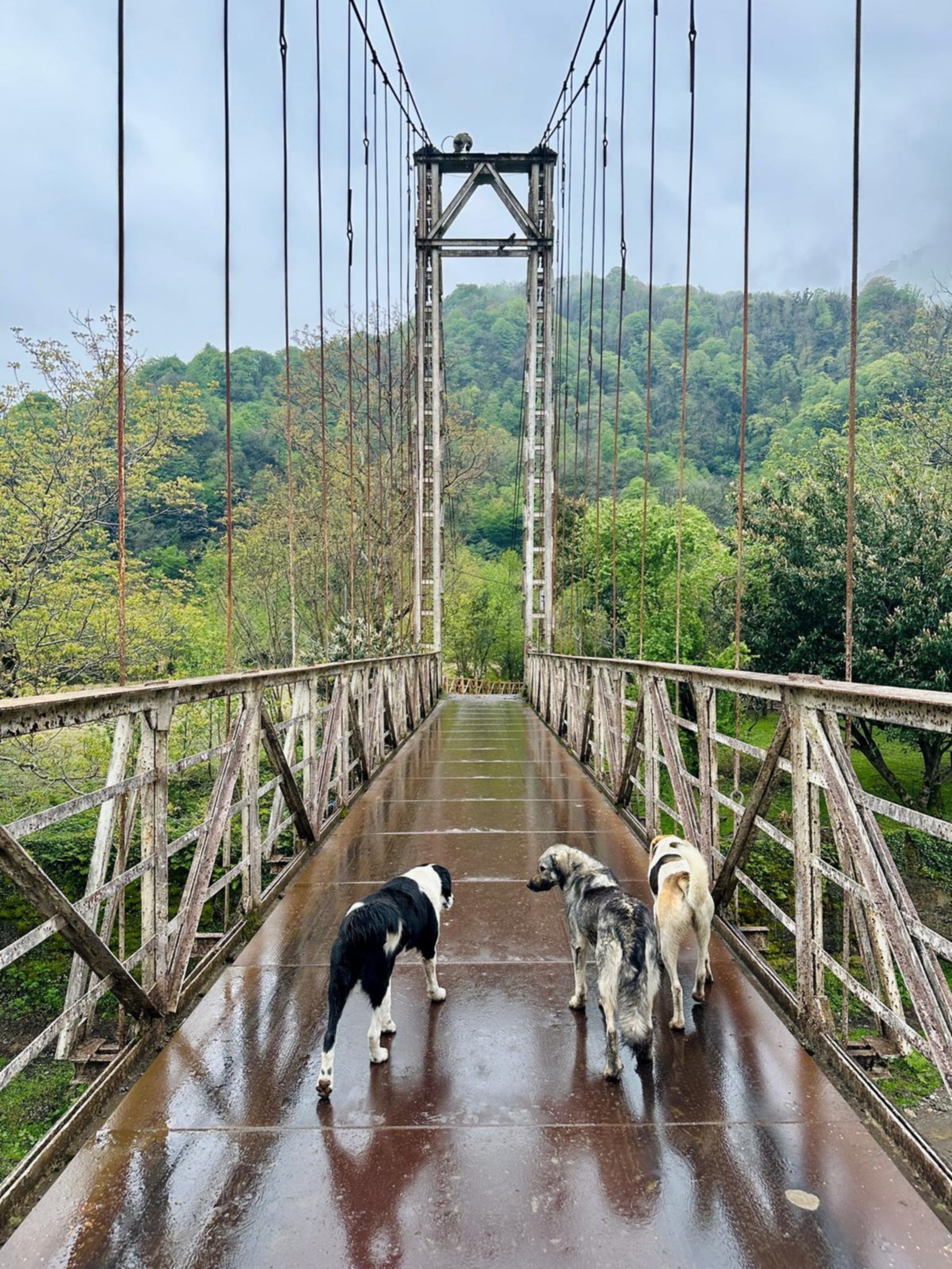 Zawieszony most w dzikiej części Gruzji – kontakt z naturą i spokojne, nieturystyczne miejsca Kaukazu