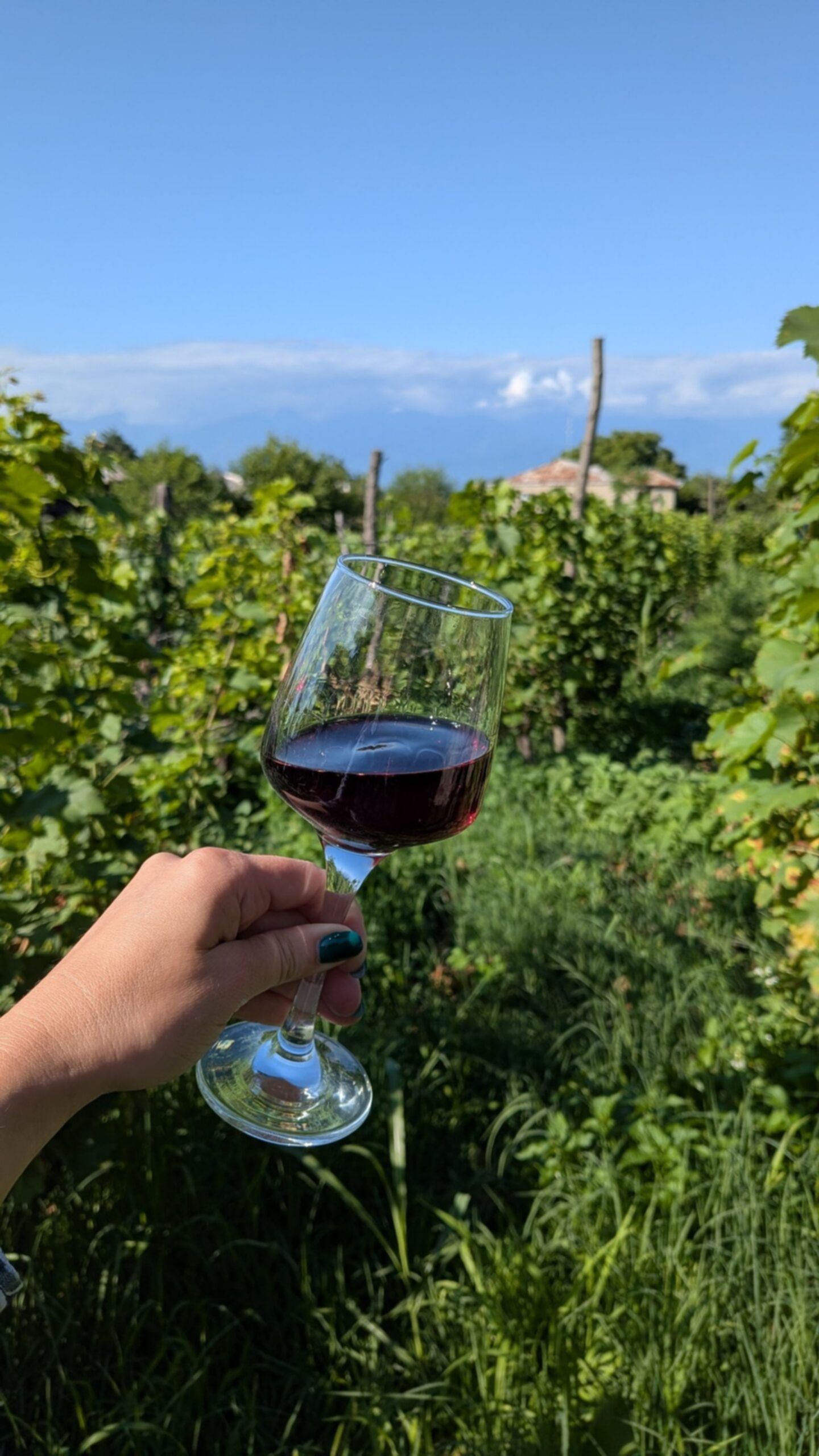 Degustacja gruzińskiego wina w winnicy – kieliszek czerwonego wina pośród winorośli i kaukaskiego krajobrazu