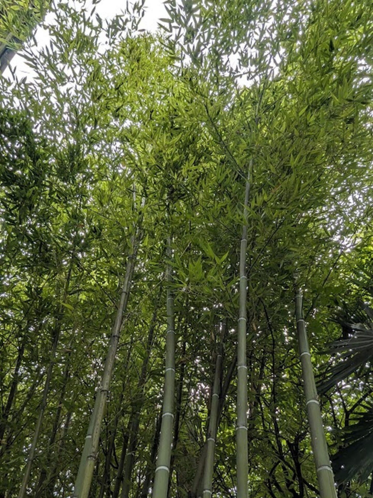 las bambusowy w parku dendrologicznym