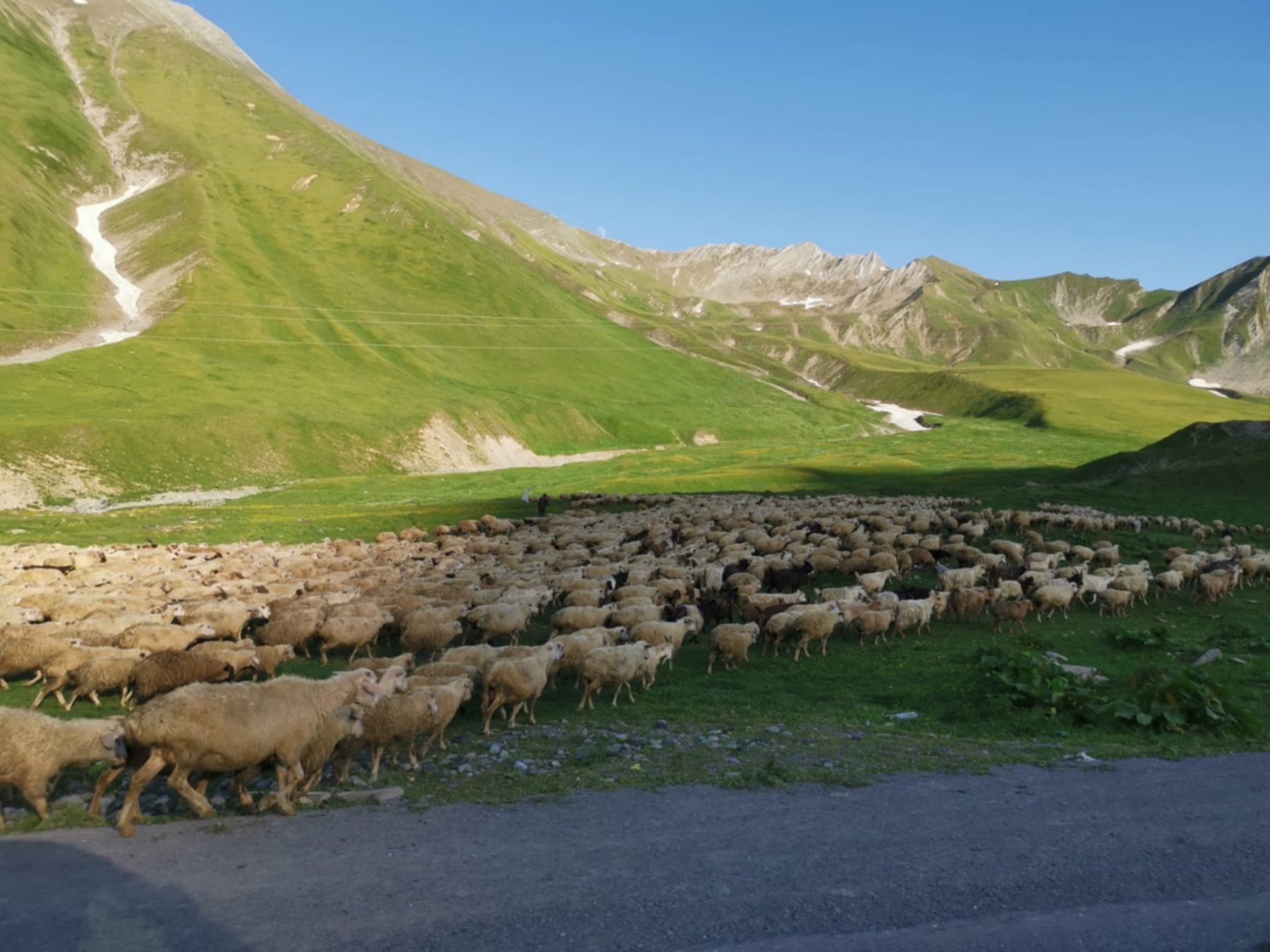 owce na wysokim kaukazie
