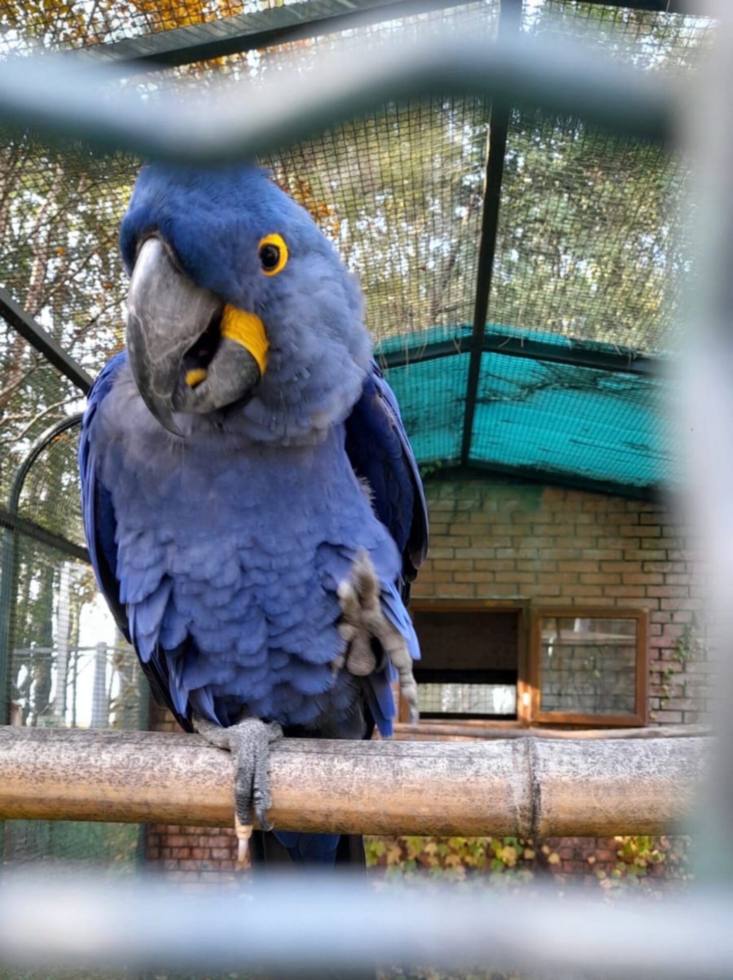 papuga w parku dendrologicznym