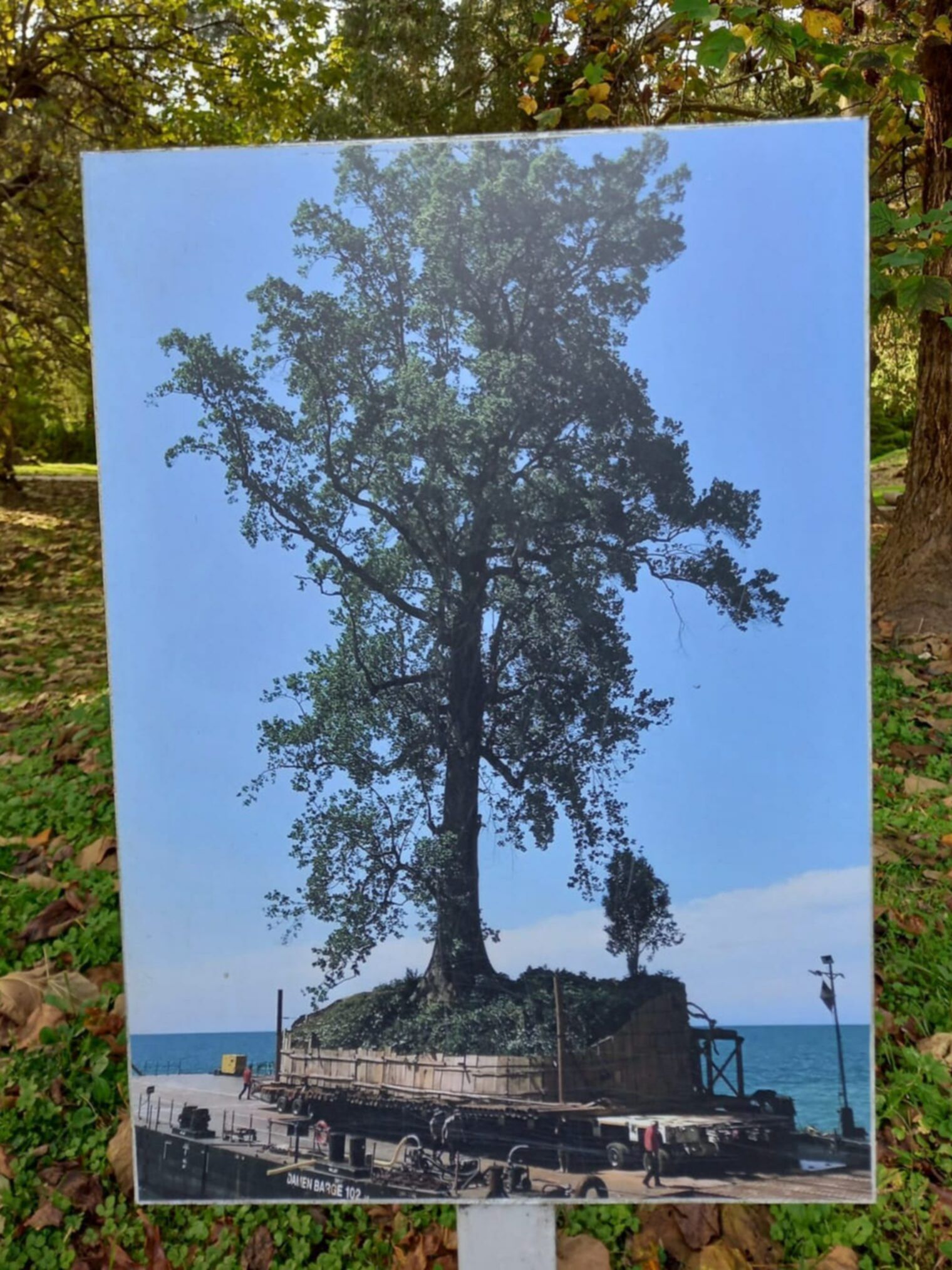 przewóz drzewa do parku dendrologicznego w szekwetili