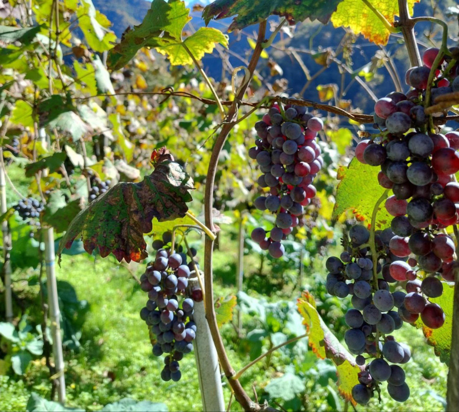 dojrzewające w słońcu winogrona